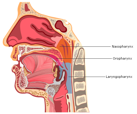 Anatomy